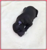Ava, a female Italian Greyhound for sale in Gillham, AR – 2 of 8