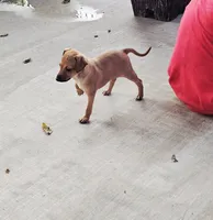 Sebastian, a male Italian Greyhound for sale in Gillham, AR – 2 of 7