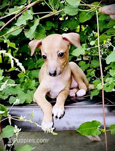 Tanner – Italian Greyhound puppy for sale in Gillham, AR