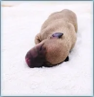 DACARI, a male Italian Greyhound for sale in Gillham, AR – 2 of 3