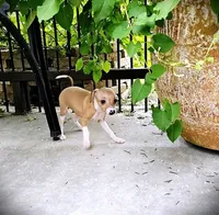 Petite! Tweed, a female Italian Greyhound for sale in Gillham, AR – 5 of 10