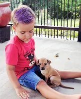 Sebastian, a male Italian Greyhound for sale in Gillham, AR – 1 of 7