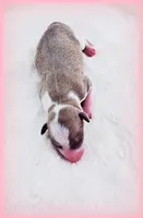 Sunny, a female Italian Greyhound for sale in Gillham, AR – 3 of 6