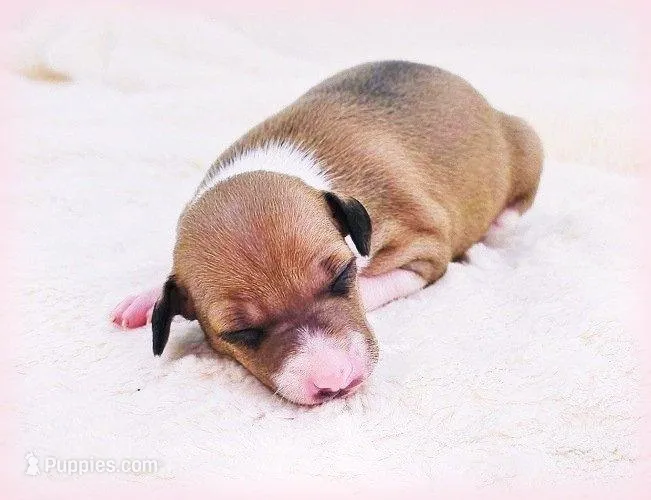 Tweed – Italian Greyhound puppy for sale in Gillham, AR