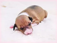 Tweed, a female Italian Greyhound for sale in Gillham, AR – Photo 1 of 5