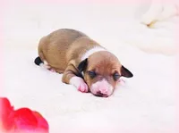 Tweed, a female Italian Greyhound for sale in Gillham, AR – Photo 2 of 5