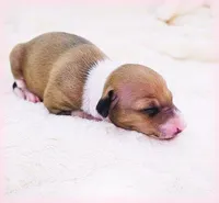 Tweed, a female Italian Greyhound for sale in Gillham, AR – Photo 4 of 5