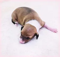 Tweed, a female Italian Greyhound for sale in Gillham, AR – Photo 3 of 5