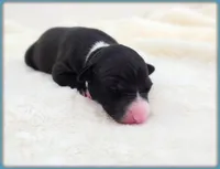 Roman, a male Italian Greyhound for sale in Gillham, AR – 2 of 8