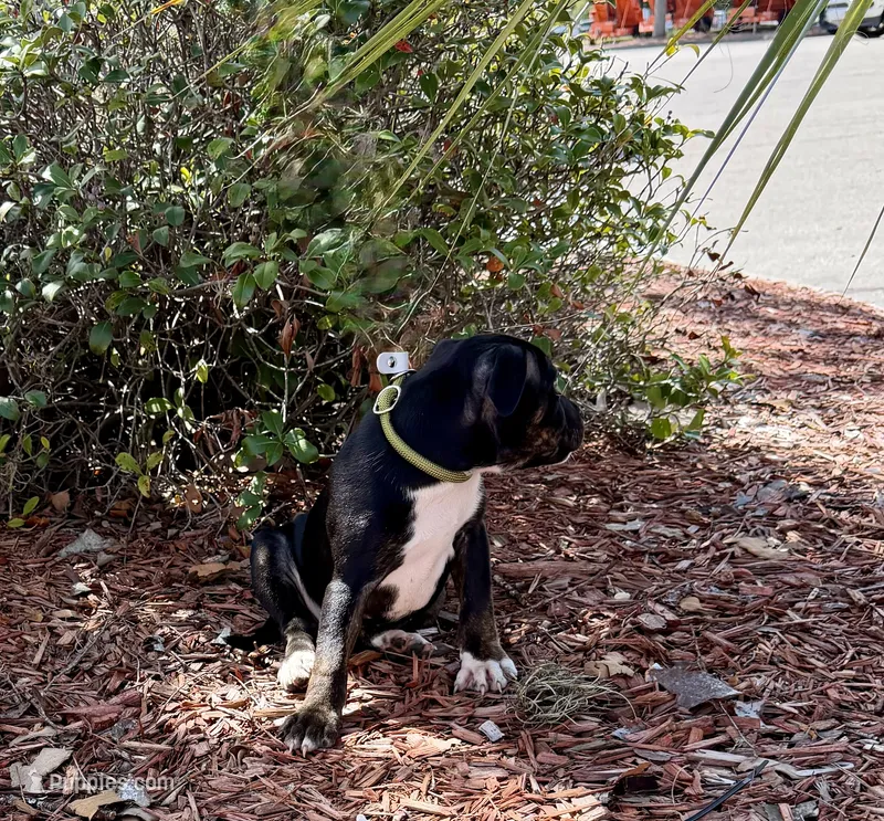 Sweetie – Staffordshire Bull Terrier puppy for sale in Lady Lake, FL