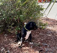 Sweetie, a female Staffordshire Bull Terrier for sale in Lady Lake, FL – 1 of 3