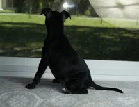 SWEETIE , a female Staffordshire Bull Terrier for sale in Lady Lake, FL – 5 of 6