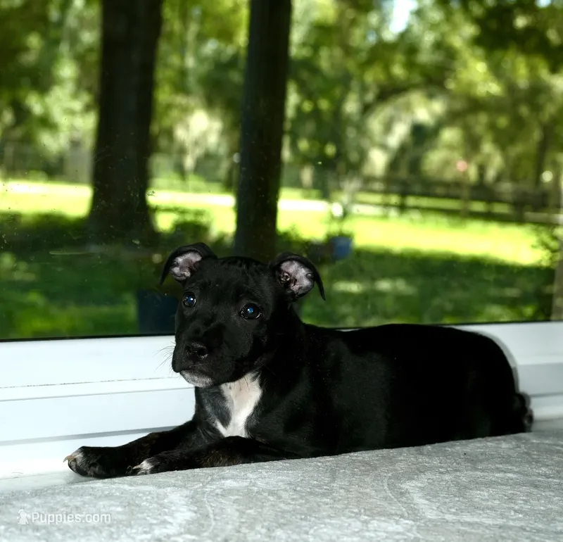 Beauty  – Staffordshire Bull Terrier puppy for sale in Lady Lake, FL