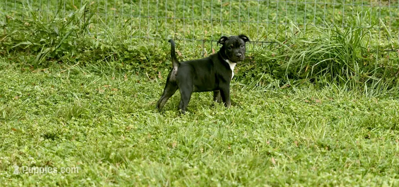 Love bug Girl – Staffordshire Bull Terrier puppy for sale in Lady Lake, FL