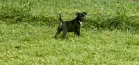Love bug Girl, a female Staffordshire Bull Terrier for sale in Lady Lake, FL – 1 of 2