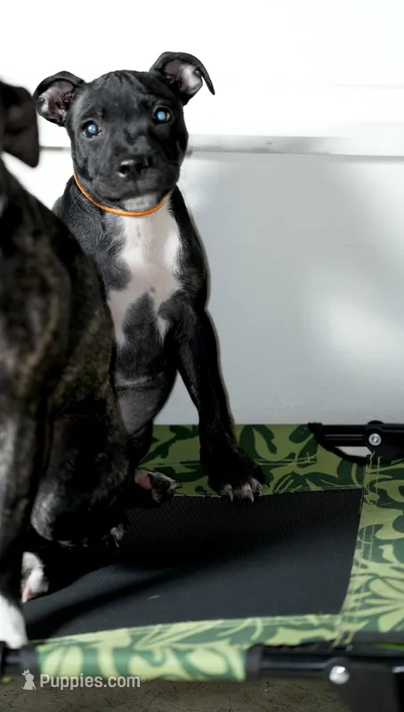 SWEETIE  – Staffordshire Bull Terrier puppy for sale in Lady Lake, FL