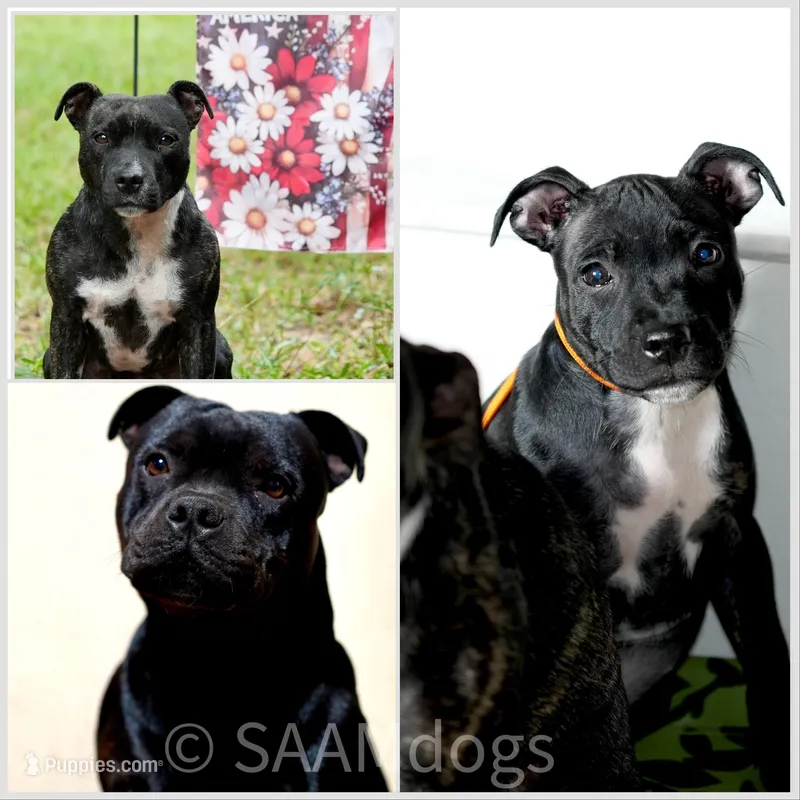 SWEETIE  – Staffordshire Bull Terrier puppy for sale in Lady Lake, FL