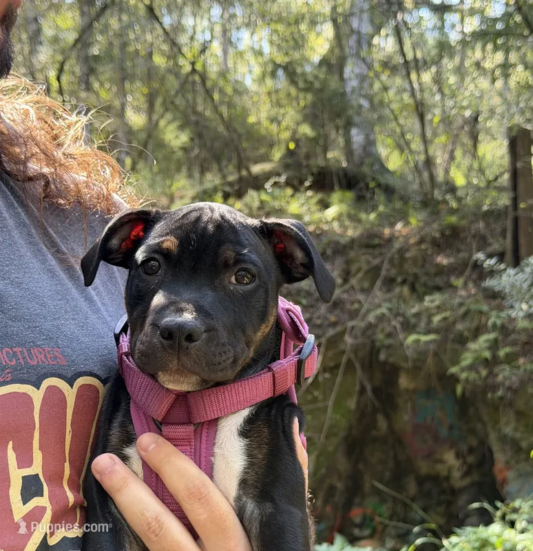 Smartie – Staffordshire Bull Terrier puppy for sale in Lady Lake, FL
