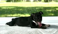 Smartie, a female Staffordshire Bull Terrier for sale in Lady Lake, FL – 1 of 2
