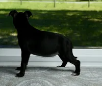 SWEETIE , a female Staffordshire Bull Terrier for sale in Lady Lake, FL – 6 of 6