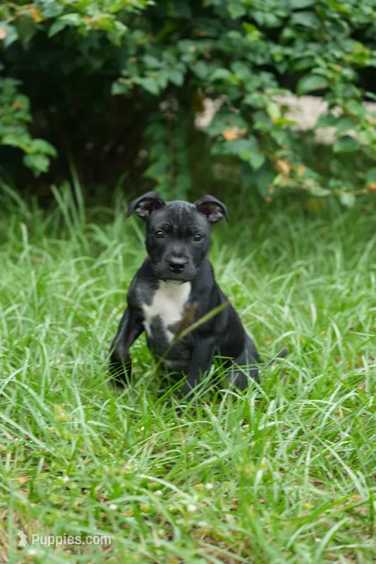 SWEETIE  – Staffordshire Bull Terrier puppy for sale in Lady Lake, FL