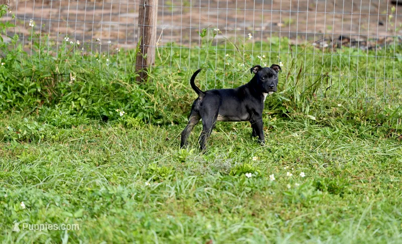 SWEETIE  – Staffordshire Bull Terrier puppy for sale in Lady Lake, FL
