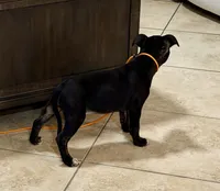 Beauty , a female Staffordshire Bull Terrier for sale in Lady Lake, FL – 3 of 3
