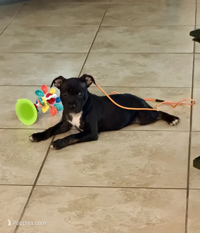 Beauty  – Staffordshire Bull Terrier puppy for sale in Lady Lake, FL