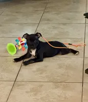 Beauty , a female Staffordshire Bull Terrier for sale in Lady Lake, FL – 2 of 3