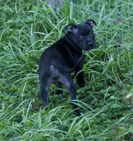 SWEETIE , a female Staffordshire Bull Terrier for sale in Lady Lake, FL – 2 of 6