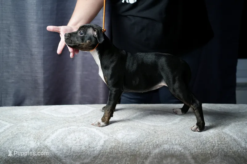 Smartie – Staffordshire Bull Terrier puppy for sale in Lady Lake, FL