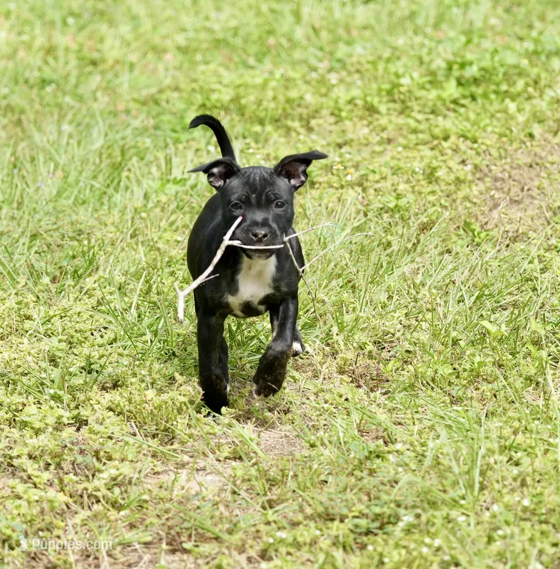 Beauty  – Staffordshire Bull Terrier puppy for sale in Lady Lake, FL
