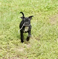 Beauty , a female Staffordshire Bull Terrier for sale in Lady Lake, FL – 1 of 3