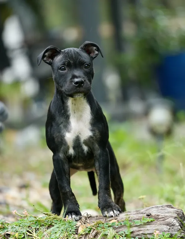 SWEETIE  – Staffordshire Bull Terrier puppy for sale in Lady Lake, FL