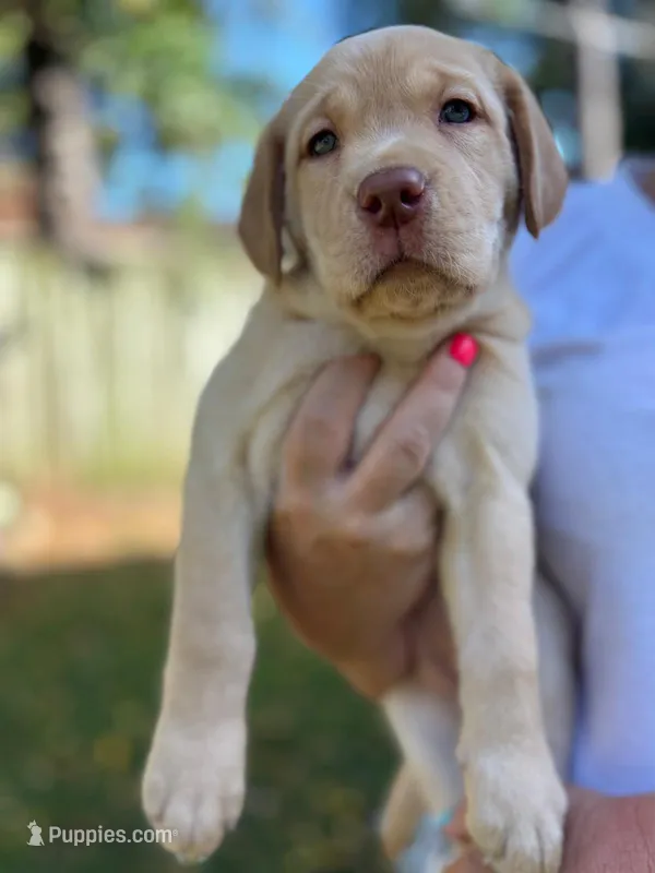 Lady 5 – Goldador puppy for sale in Spring, TX