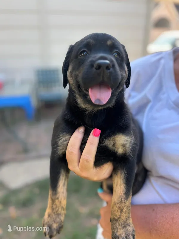 Lady 1 – Goldador puppy for sale in Spring, TX