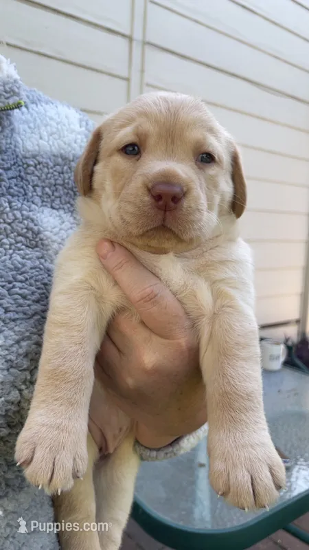Lady 5 – Goldador puppy for sale in Spring, TX