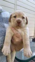 Lady 5, a female Goldador for sale in Spring, TX – 1 of 3