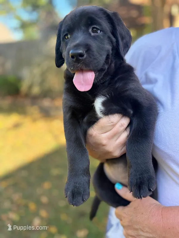 Lady 6 – Goldador puppy for sale in Spring, TX