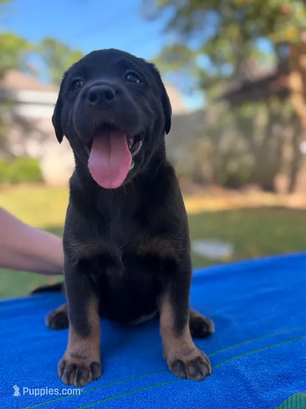 Lady 2 – Goldador puppy for sale in Spring, TX