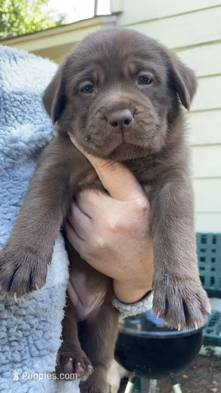 Lady 3 – Goldador puppy for sale in Spring, TX