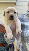 Lady 4, a female Goldador for sale in Spring, TX – 1 of 3