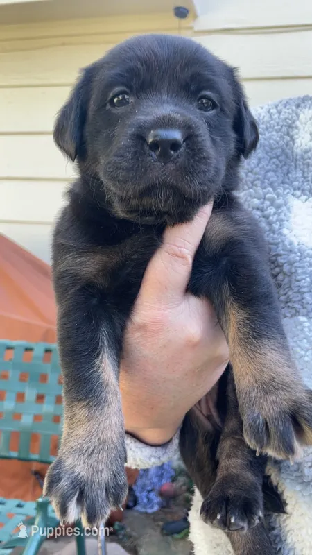 Lady 2 – Goldador puppy for sale in Spring, TX