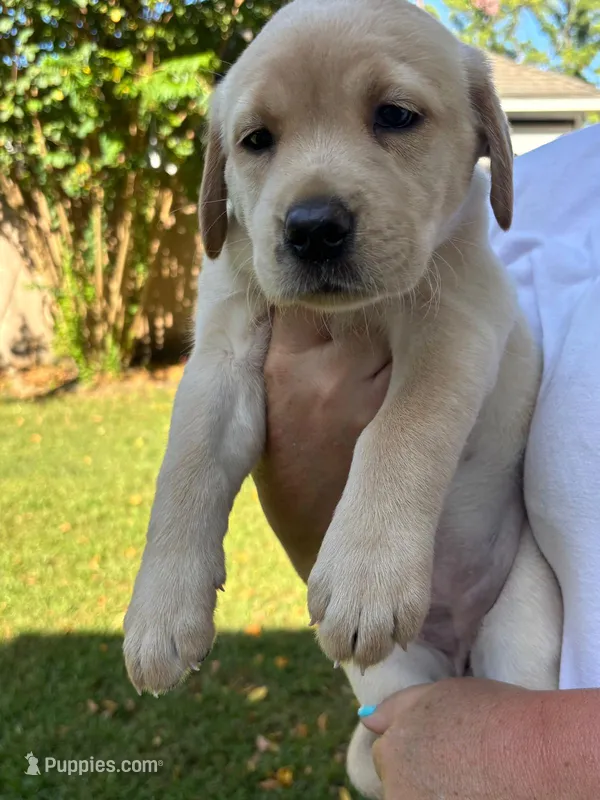 Lady 4 – Goldador puppy for sale in Spring, TX