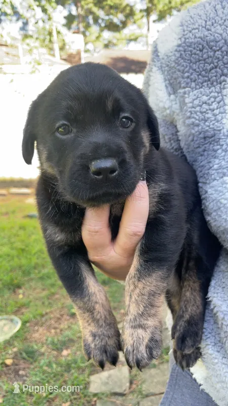 Lady 1 – Goldador puppy for sale in Spring, TX