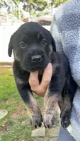 Lady 1, a female Goldador for sale in Spring, TX – 1 of 3