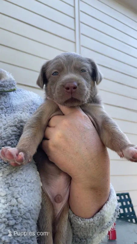 Male 1 – Goldador puppy for sale in Spring, TX