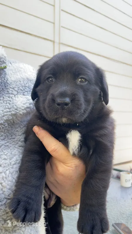 Lady 6 – Goldador puppy for sale in Spring, TX
