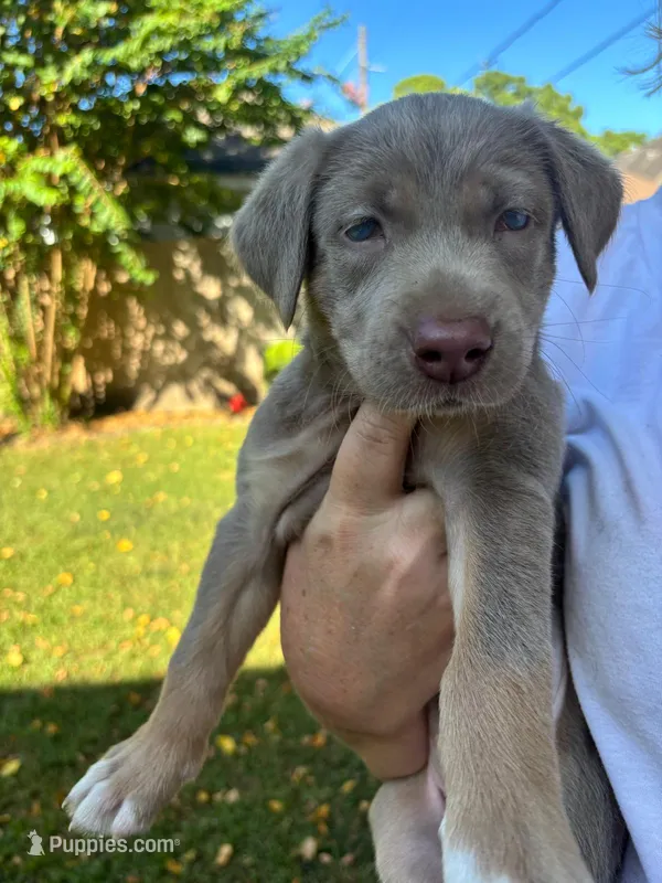 Male 1 – Goldador puppy for sale in Spring, TX