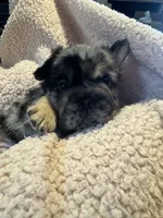 Prada, a female French Bulldog for sale in Prescott, AZ – 2 of 3